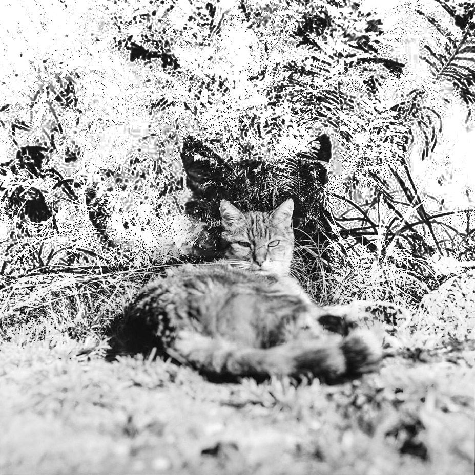 contact animal medium isere savoie